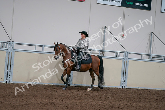 2020 - AB Morgan Horse - Fri, Sept 04 - 05710