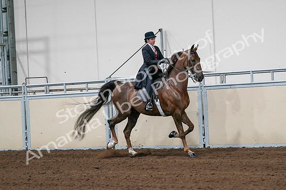 2020 - AB Morgan Horse - Sat, Sept 05 - 06361