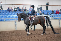 2019 Morgan Horse Show - Aug 31, 2019 - 19390