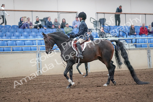 2019 Morgan Horse Show - Aug 31, 2019 - 19390