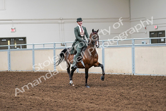2020 - AB Morgan Horse - Fri, Sept 04 - 03398