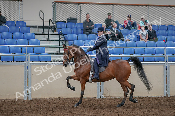 2020 - AB Morgan Horse - Fri, Sept 04 - 11236