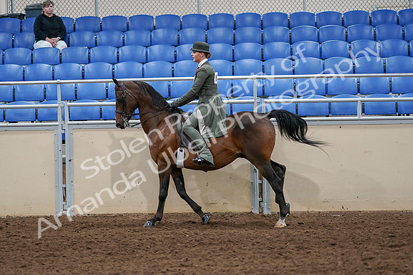 2020 - AB Morgan Horse - Fri, Sept 04 - 03322