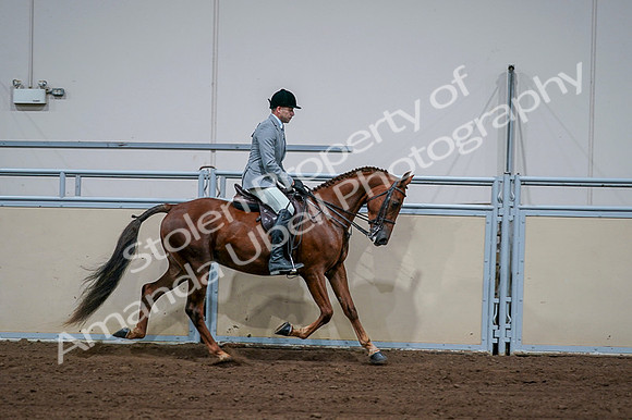2020 - AB Morgan Horse - Fri, Sept 04 - 01801