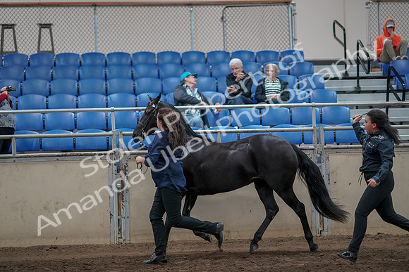 2019 Morgan Horse Show - Aug 31, 2019 - 00907
