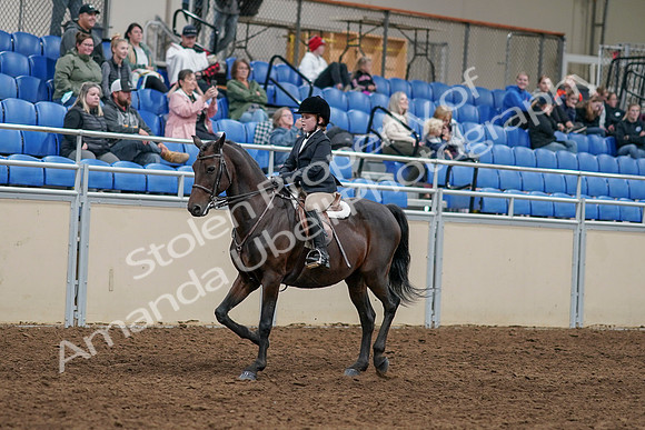2020 - AB Morgan Horse - Sun, Sept 06 - 07880