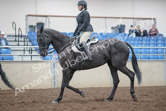 2019 Morgan Horse Show - Aug 31, 2019 - 14797