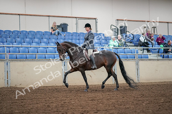 2019 Morgan Horse Show - Aug 30, 2019 - 13876