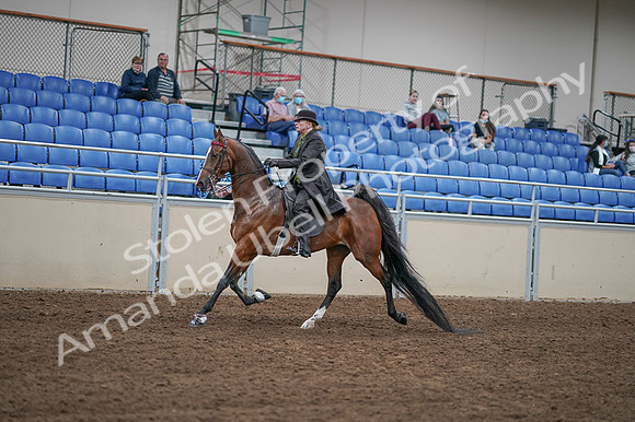 2020 - AB Morgan Horse - Fri, Sept 04 - 09541