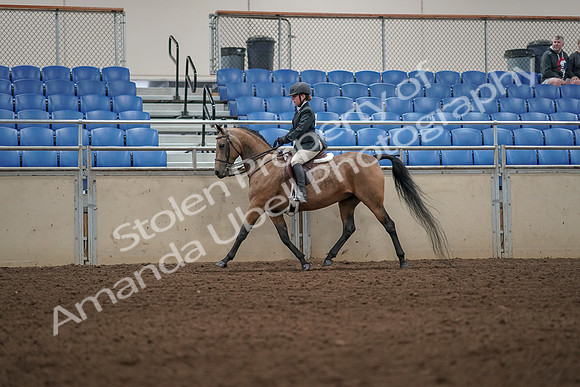 2019 Morgan Horse Show - Aug 31, 2019 - 04990