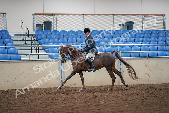 2019 Morgan Horse Show - Aug 30, 2019 - 17424