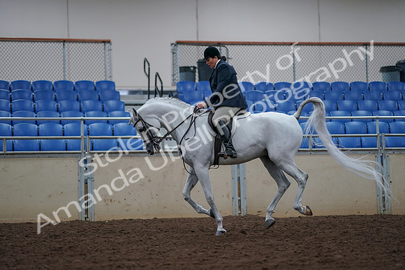 2019 Morgan Horse Show - Aug 30, 2019 - 17506