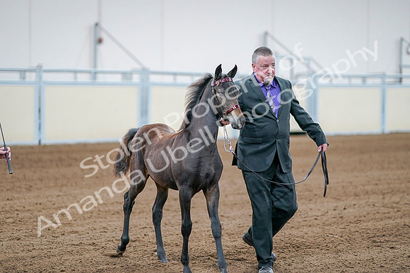 2020 - AB Morgan Horse - Fri, Sept 04 - 06194