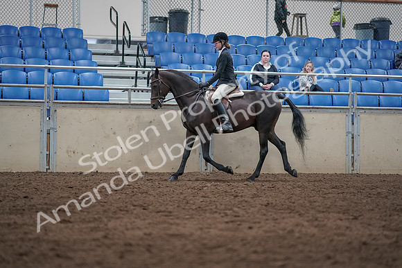 2019 Morgan Horse Show - Sept 01, 2019 - 09019