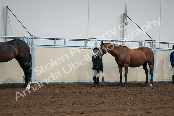 2020 - AB Morgan Horse - Fri, Sept 04 - 00811