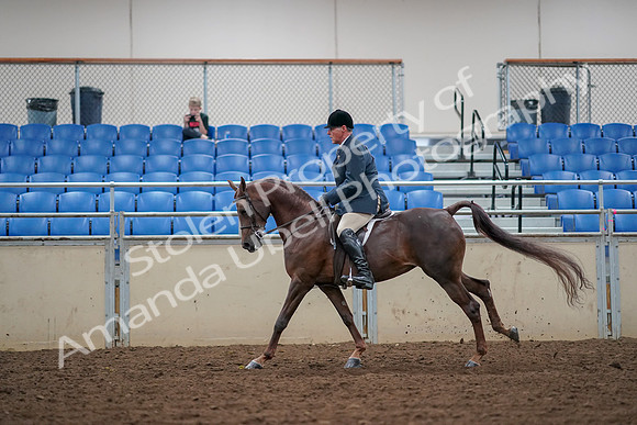 2019 Morgan Horse Show - Aug 30, 2019 - 17488