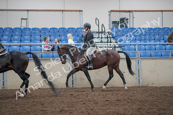 2019 Morgan Horse Show - Aug 31, 2019 - 14991