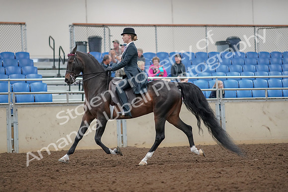 2019 Morgan Horse Show - Aug 30, 2019 - 25011