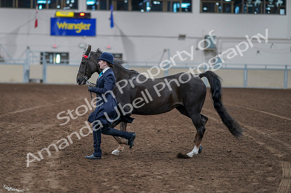 2020 - AB Morgan Horse - Fri, Sept 04 - 00893