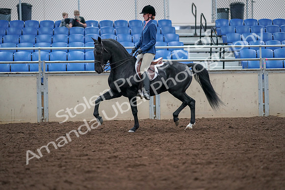 2019 Morgan Horse Show - Aug 30, 2019 - 18359