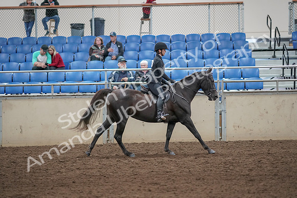 2019 Morgan Horse Show - Aug 31, 2019 - 07550