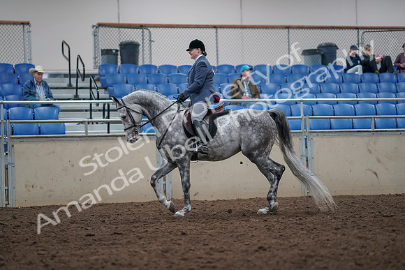 2019 Morgan Horse Show - Aug 31, 2019 - 14771