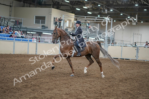 2020 - AB Morgan Horse - Fri, Sept 04 - 11277