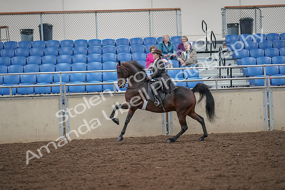 2019 Morgan Horse Show - Aug 30, 2019 - 28030