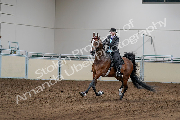 2020 - AB Morgan Horse - Sat, Sept 05 - 13145