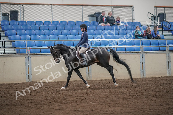 2019 Morgan Horse Show - Aug 31, 2019 - 05132