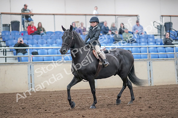2019 Morgan Horse Show - Aug 31, 2019 - 19403