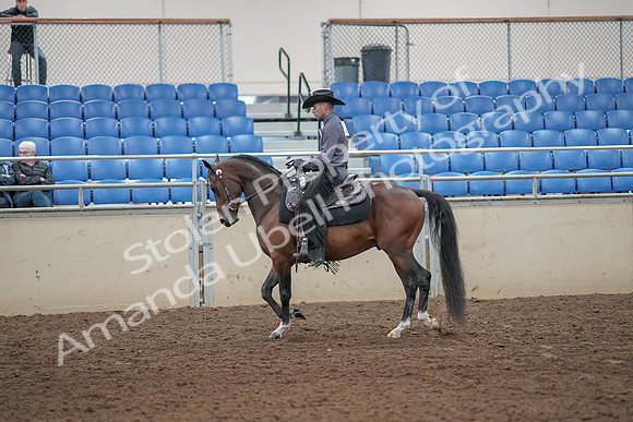 2019 Morgan Horse Show - Aug 31, 2019 - 06044