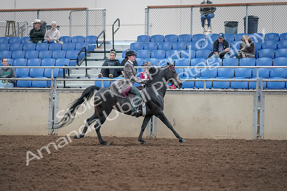 2019 Morgan Horse Show - Aug 31, 2019 - 09717