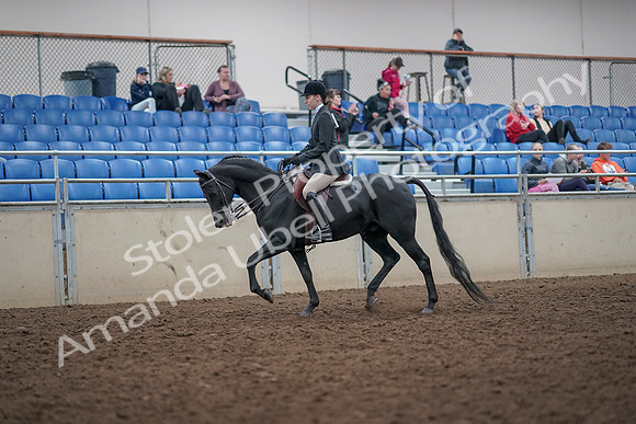 2019 Morgan Horse Show - Aug 31, 2019 - 14665