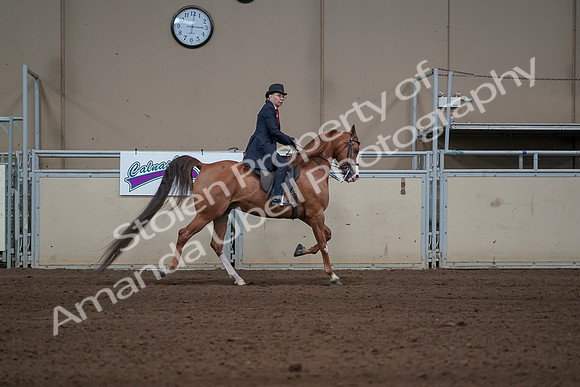 2019 Morgan Horse Show - Sept 01, 2019 - 12055