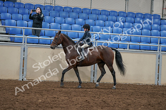 2020 - AB Morgan Horse - Sun, Sept 06 - 07914