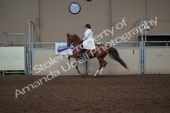 2019 Morgan Horse Show - Aug 31, 2019 - 17919