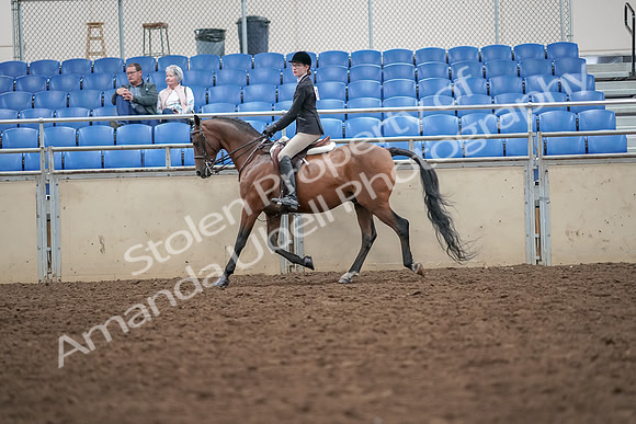 2019 Morgan Horse Show - Aug 30, 2019 - 20169