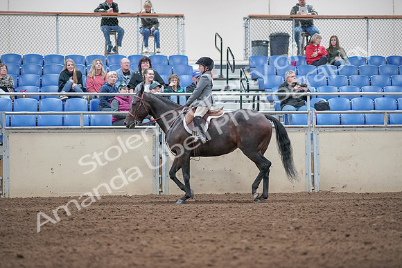 2019 Morgan Horse Show - Aug 31, 2019 - 19458
