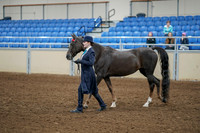 2020 - AB Morgan Horse - Fri, Sept 04 - 00874