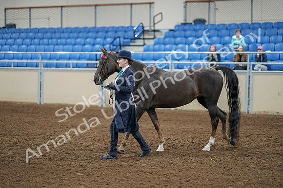 2020 - AB Morgan Horse - Fri, Sept 04 - 00874