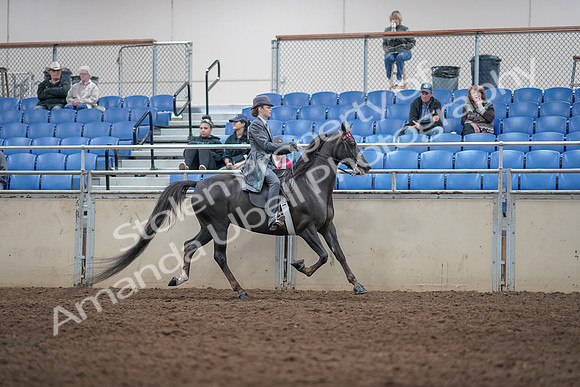 2019 Morgan Horse Show - Aug 31, 2019 - 09643