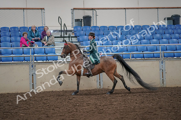 2019 Morgan Horse Show - Aug 30, 2019 - 28044