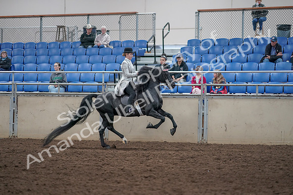 2019 Morgan Horse Show - Aug 31, 2019 - 09669