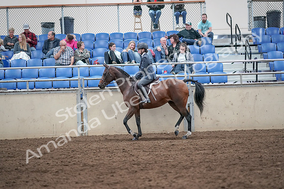 2019 Morgan Horse Show - Aug 31, 2019 - 21376