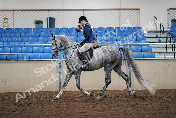 2019 Morgan Horse Show - Aug 30, 2019 - 16066