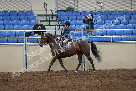2020 - AB Morgan Horse - Sun, Sept 06 - 07711