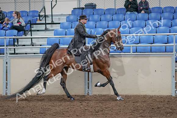 2020 - AB Morgan Horse - Fri, Sept 04 - 09815