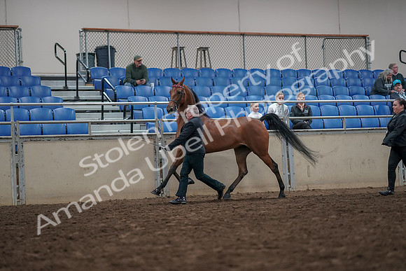 2019 Morgan Horse Show - Aug 31, 2019 - 03581