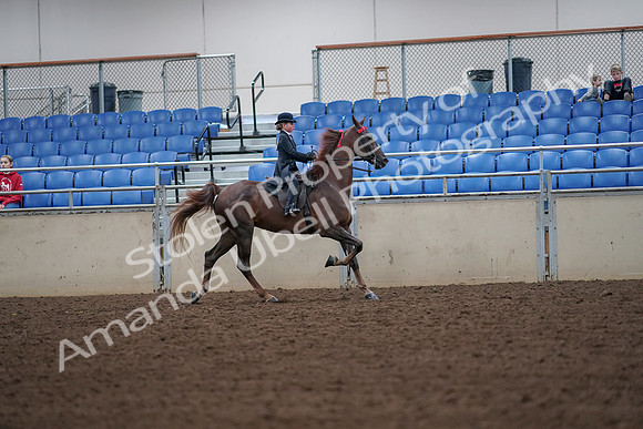 2019 Morgan Horse Show - Aug 30, 2019 - 18051
